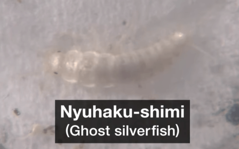 Ghost Silverfish: Japanese Experts Raise-The-Alarm over Foreign Species of&nbsp;Bookworm